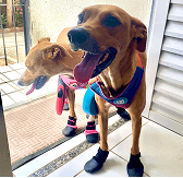 Cachorros Leo e Cassie